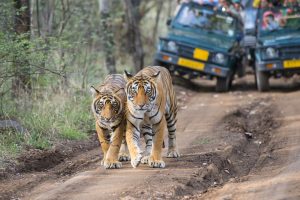 rajasthan and gujarat trip