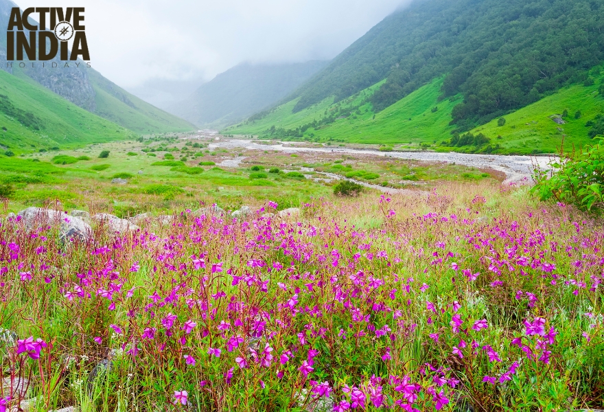 Valley of Flowers