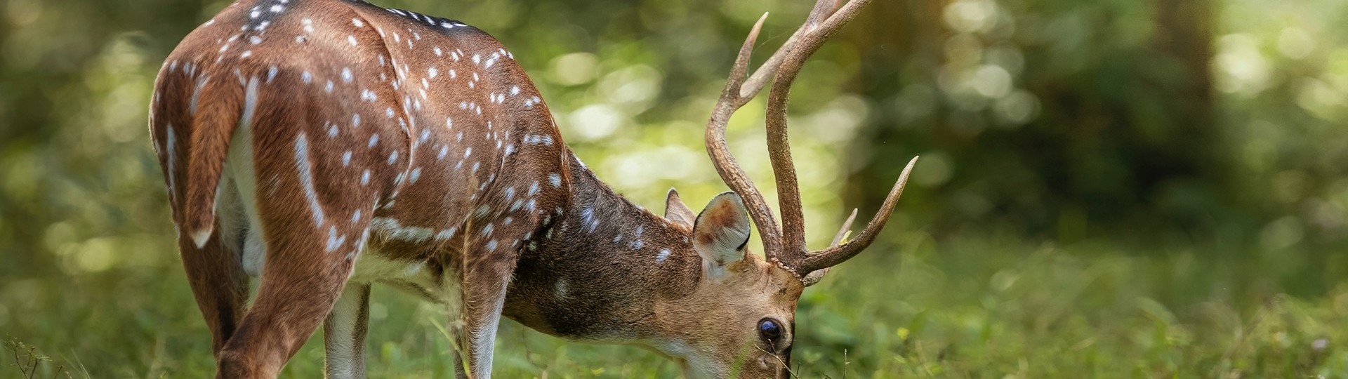 Wildlife Holidays