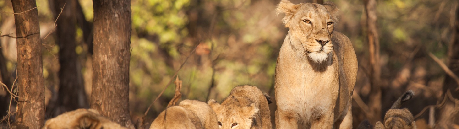 Wildlife Holidays